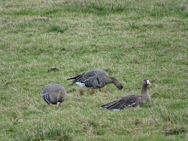 国安为何更 国安为何更