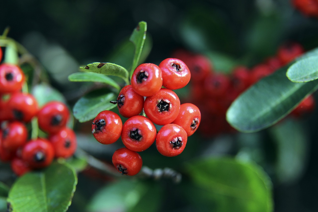 事安排決策 事安排決策